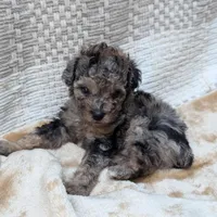 Ferrari , a male Poodle - Miniature  for sale in Bristol, IN – Photo 9 of 9