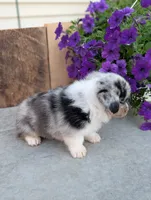 Snickers , a male Pembroke Welsh Corgi for sale in Bristol, IN – 5 of 6