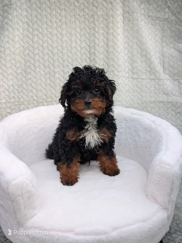 Cappuccino  – Aussiedoodle, Poodle - Miniature  puppy for sale in Bristol, IN