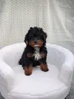 Cappuccino , a male Aussiedoodle and Poodle - Miniature  for sale in Bristol, IN – 1 of 8