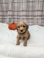Rose, a male Miniature Goldendoodle for sale in Bristol, IN – 3 of 6