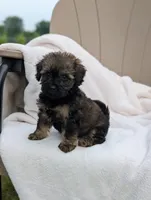 Felix, a male Havapoo for sale in Bristol, IN – 3 of 5