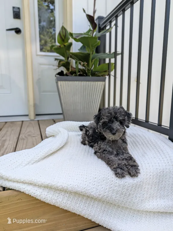 Mcallister  – Poodle - Miniature  puppy for sale in Bristol, IN
