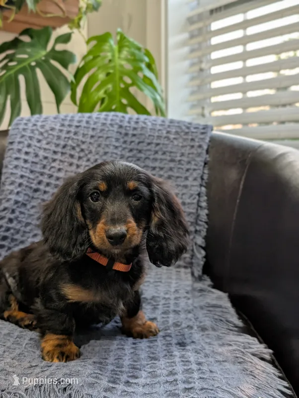 Thor – Miniature Dachshund puppy for sale in Bristol, IN