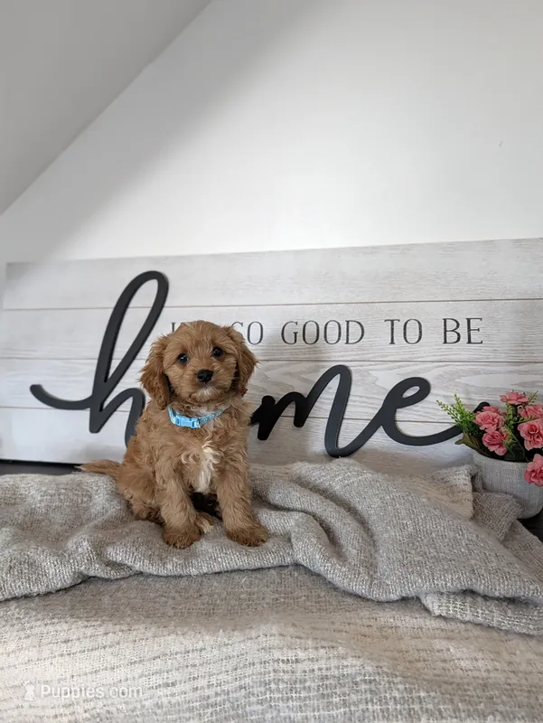 Prince – Cavapoo puppy for sale in Bristol, IN