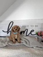 Prince, a male Cavapoo for sale in Bristol, IN – 1 of 6