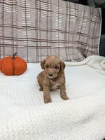 Rich, a male Miniature Goldendoodle for sale in Bristol, IN – 3 of 6