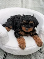 Churro , a male Aussiedoodle and Poodle - Miniature  for sale in Bristol, IN – 5 of 5