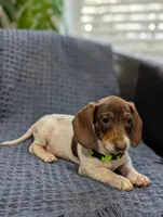 Thomas , a male Miniature Dachshund for sale in Bristol, IN – 3 of 8