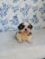 Flower , a female Shih Tzu for sale in Bristol, IN – 3 of 5
