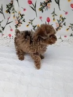 Milky-Way , a female Poodle - Toy  for sale in Bristol, IN – Photo 6 of 6