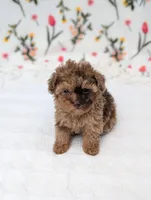 Milky-Way , a female Poodle - Toy  for sale in Bristol, IN – Photo 3 of 6