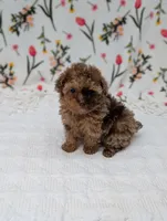 Milky-Way , a female Poodle - Toy  for sale in Bristol, IN – Photo 4 of 6
