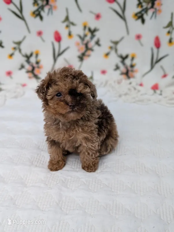 Milky-Way  – Poodle - Toy  puppy for sale in Bristol, IN