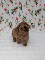 Milky-Way , a female Poodle - Toy  for sale in Bristol, IN – Photo 2 of 6