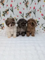 Milky-Way , a female Poodle - Toy  for sale in Bristol, IN – Photo 5 of 6