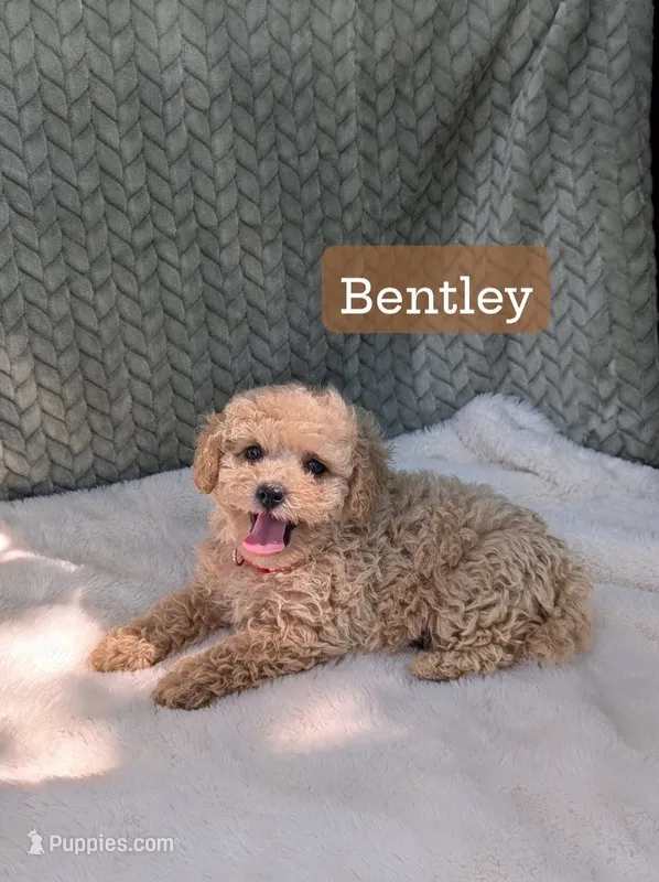 Bentley  – Poodle - Toy  puppy for sale in Bristol, IN
