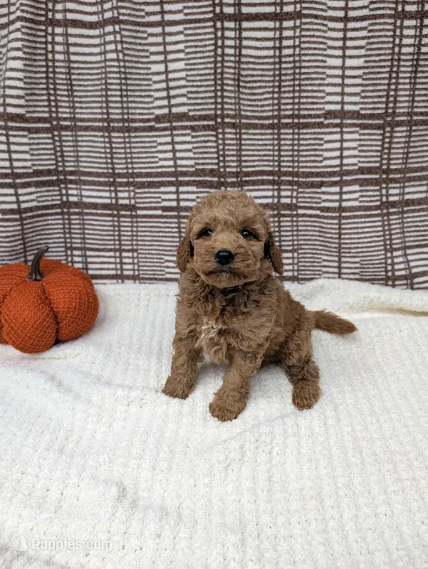 Ray – Miniature Goldendoodle puppy for sale in Bristol, IN