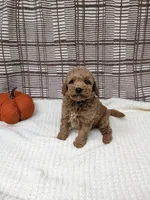 Ray, a male Miniature Goldendoodle for sale in Bristol, IN – 1 of 6
