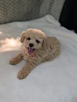 Bentley , a male Poodle - Toy  for sale in Bristol, IN – 2 of 5
