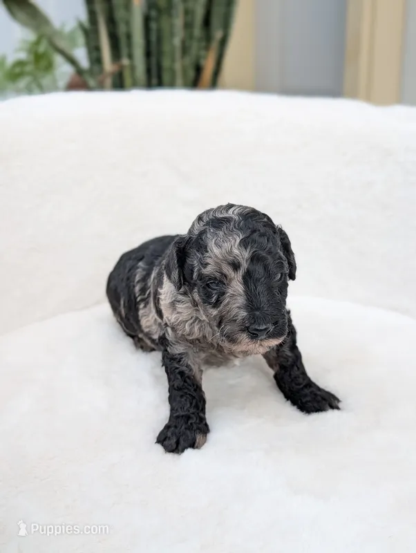Marley – Poodle - Miniature  puppy for sale in Bristol, IN