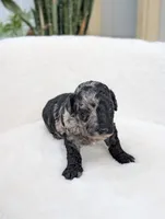 Marley, a male Poodle - Miniature  for sale in Bristol, IN – 1 of 5