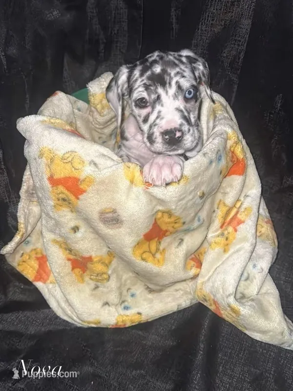 Nova – Great Dane, Cane Corso puppy for sale in Los Angeles, CA