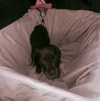 Nala, a female Great Dane and Cane Corso for sale in Los Angeles, CA – Photo 3 of 3