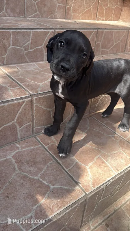 Nala – Great Dane, Cane Corso puppy for sale in Los Angeles, CA