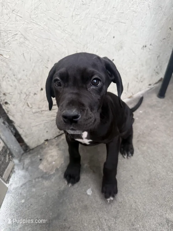 Nala – Great Dane, Cane Corso puppy for sale in Los Angeles, CA