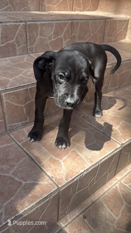 Nala – Great Dane, Cane Corso puppy for sale in Los Angeles, CA
