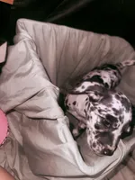 Oreo, a female Great Dane and Cane Corso for sale in Los Angeles, CA – Photo 3 of 3