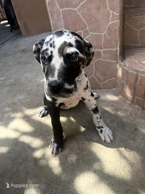 Oreo, a female Great Dane and Cane Corso for sale in Los Angeles, CA – Photo 1 of 2