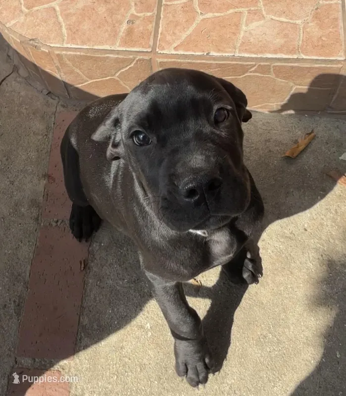 Milo – Great Dane, Cane Corso puppy for sale in Los Angeles, CA
