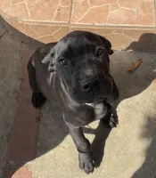 Milo, a male Great Dane and Cane Corso for sale in Los Angeles, CA – Photo 1 of 2