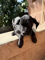 Milo, a male Great Dane and Cane Corso for sale in Los Angeles, CA – Photo 2 of 2
