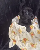 Milo, a male Great Dane and Cane Corso for sale in Los Angeles, CA – Photo 2 of 2