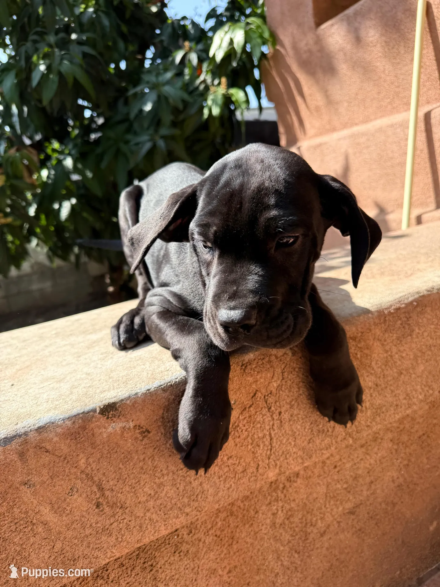 Milo, a male Great Dane and Cane Corso for sale in Los Angeles, CA – Photo 1 of 2