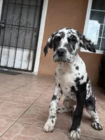 Oreo, a female Great Dane and Cane Corso for sale in Los Angeles, CA – Photo 2 of 6