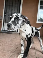 Oreo, a female Great Dane and Cane Corso for sale in Los Angeles, CA – Photo 4 of 6