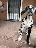 Oreo, a female Great Dane and Cane Corso for sale in Los Angeles, CA – Photo 3 of 6