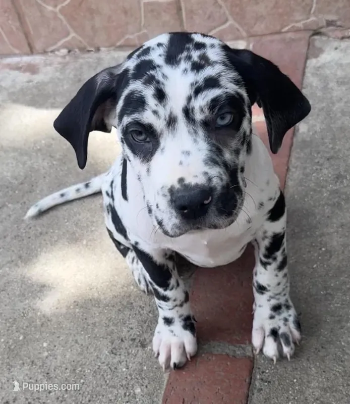 Stella – Great Dane, Cane Corso puppy for sale in Los Angeles, CA