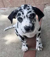 Stella, a female Great Dane and Cane Corso for sale in Los Angeles, CA – Photo 1 of 3