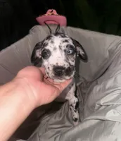 Stella, a female Great Dane and Cane Corso for sale in Los Angeles, CA – Photo 3 of 3