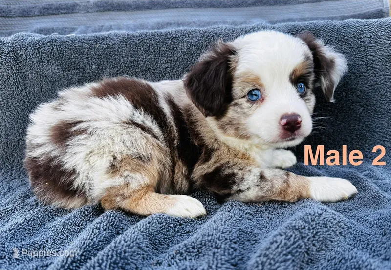 Red Merle 2 – Miniature Australian Shepherd puppy for sale in Randleman, NC
