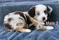 Red Merle 2, a male Miniature Australian Shepherd for sale in Randleman, NC – Photo 1 of 4