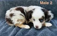 Red Merle 2, a male Miniature Australian Shepherd for sale in Randleman, NC – Photo 3 of 4