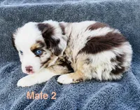Red Merle 2, a male Miniature Australian Shepherd for sale in Randleman, NC – Photo 2 of 4