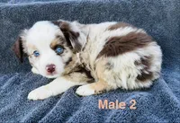 Red Merle 2, a male Miniature Australian Shepherd for sale in Randleman, NC – Photo 4 of 4