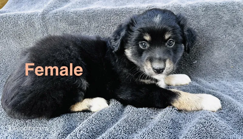 Female, a female Miniature Australian Shepherd for sale in Randleman, NC – Photo 1 of 4